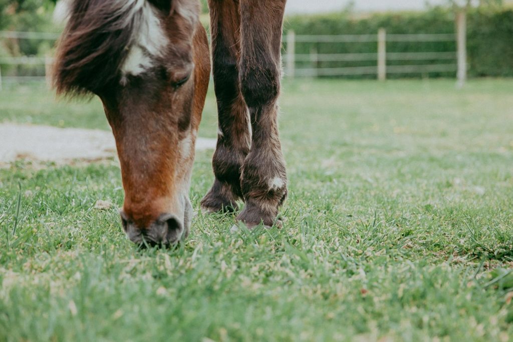 seance photo cheval