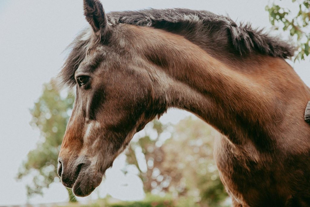 seance photo cheval